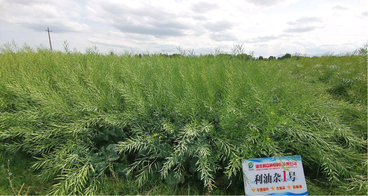 利油雜1號(hào)